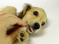 カニンヘンダックス 子犬 シェーデットクリーム男の子 カニンヘンダックス 子犬 シェーデットクリーム男の子