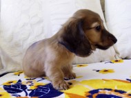 カニヘンダックス　シェーデットレット　男の子