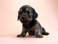 カニンヘン ダックスフンド 子犬 シェーデットクリーム 男の子