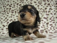 カニヘン 子犬 ブラクリ男の子 カニヘン 子犬 ブラクリ男の子