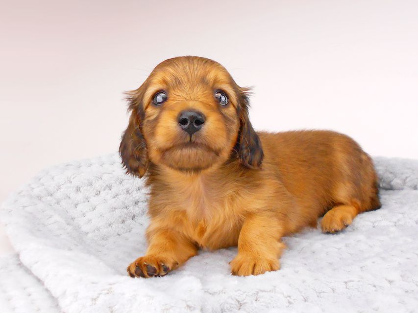 カニンヘンダックスフンド シャーロット & 竹千代の子犬 レッド 男の子 お写真初登場