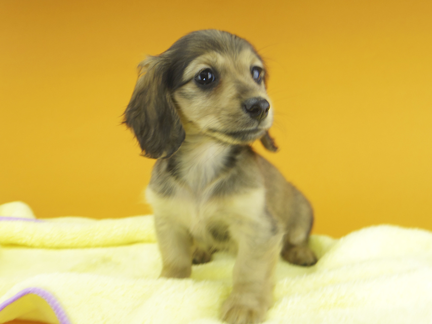 カニンヘンダックスフンド ビーmt & ボンmtの子犬 シェーデットイエロー（シェーデットクリーム） 女の子