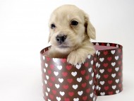 カニンヘン ダックスフンド 子犬 クリーム 男の子