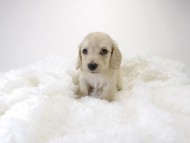 カニンヘン サリー.Tiの赤ちゃん 4/9生まれ ピュアクリーム 男の子1