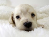 カニンヘン ダックスフンド 子犬 ピュアクリーム 男の子