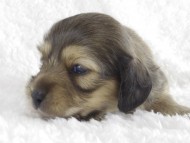 カニンヘン　子犬　シェーデットクリーム男の子