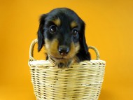 カニヘン 子犬 ブラック&タン 男の子 カニヘン 子犬 ブラック&タン 男の子