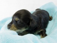 カニヘンダックス　仔犬　ブラッククリーム　男の子