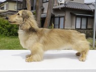 ジュピター.mi カニンヘン 3.5kg シェーデットクリーム