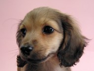 カニヘン　シェーデットクリーム女の子　石川県・Ｎ様