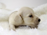 カニンヘン ダックスフンド 子犬 ピュアクリーム 男の子