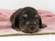 カニンヘン　子犬　ブラッククリーム女の子
