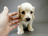 カニンヘン ダックスフンド 子犬 ピュアクリーム 男の子