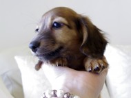 カニヘンダックス　シェーデットレット　男の子