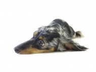 カニヘンダックスのロノちゃん　シルバータンダップル