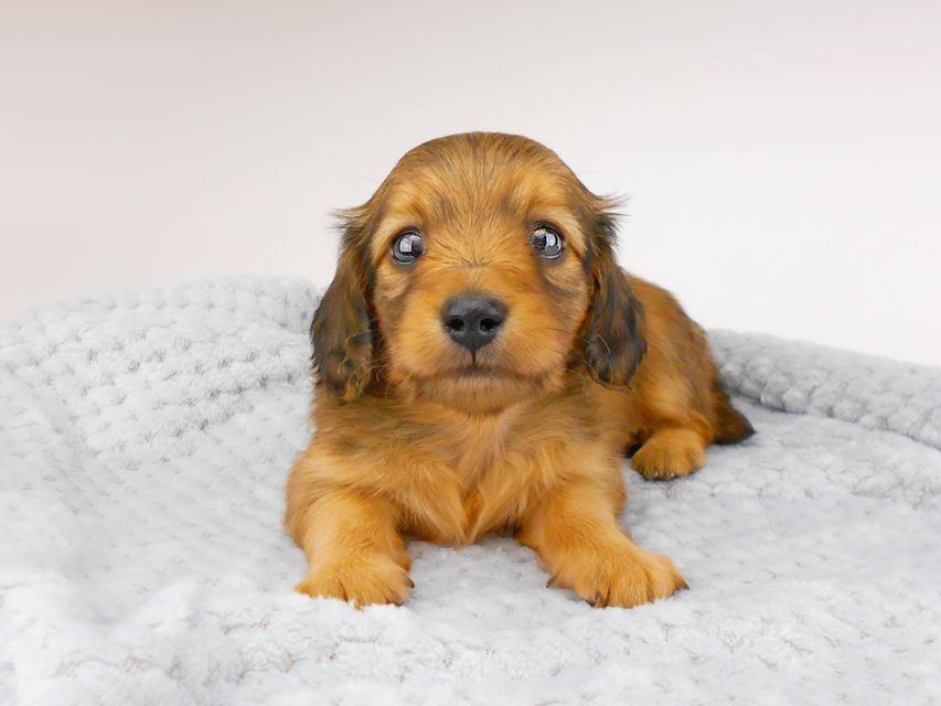 カニンヘンダックスフンド シャーロット & 竹千代の子犬 レッド 男の子 お写真初登場