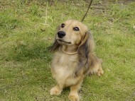 カニンヘンダックス シェーデットクリーム 男の子 オスカル カニンヘンダックス シェーデットクリーム 男の子 オスカル