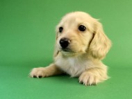 カニンヘン ダックスフンド クリーム男の子 カニンヘン ダックスフンド クリーム男の子