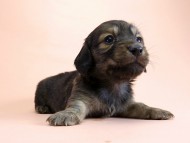 カニンヘン ダックスフンド 子犬 シェーデットクリーム 男の子