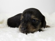 カニンヘン ダックスフンド 子犬 シェーデットクリーム 男の子