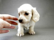 カニンヘン ダックスフンド 子犬 ピュアクリーム 男の子