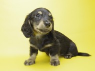 カニンヘン ダックスフンド 子犬 ブラックタン 男の子