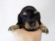 カニンヘンダックス　子犬　ブラッククリーム男の子