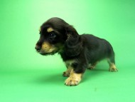 カニヘンダックス　子犬　ブラッククリーム　男の子