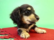 カニンヘンダックス　子犬　ブラック＆クリーム男の子