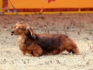 カニンヘンダックス ジムダンディ シェーデットレット男の子 カニンヘンダックス ジムダンディ シェーデットレット男の子