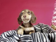 カニヘン ダックスフンド 子犬 チョコレートクリーム女の子 カニヘン ダックスフンド 子犬 チョコレートクリーム女の子