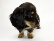 カニンヘン ダックスフンド 子犬 ブラッククリーム男の子