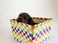 カニンヘン ダックスフンド 子犬 シェーデットレット 男の子 カニンヘン ダックスフンド 子犬 シェーデットレット 男の子