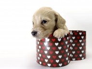 カニンヘン ダックスフンド 子犬 クリーム 男の子