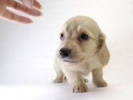 カニンヘン ダックスフンド 子犬 クリーム 男の子