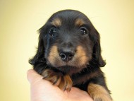 カニヘン　子犬　ブラタン男の子