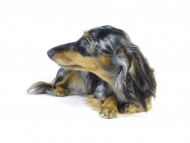 カニヘンダックスのロノちゃん　シルバータンダップル