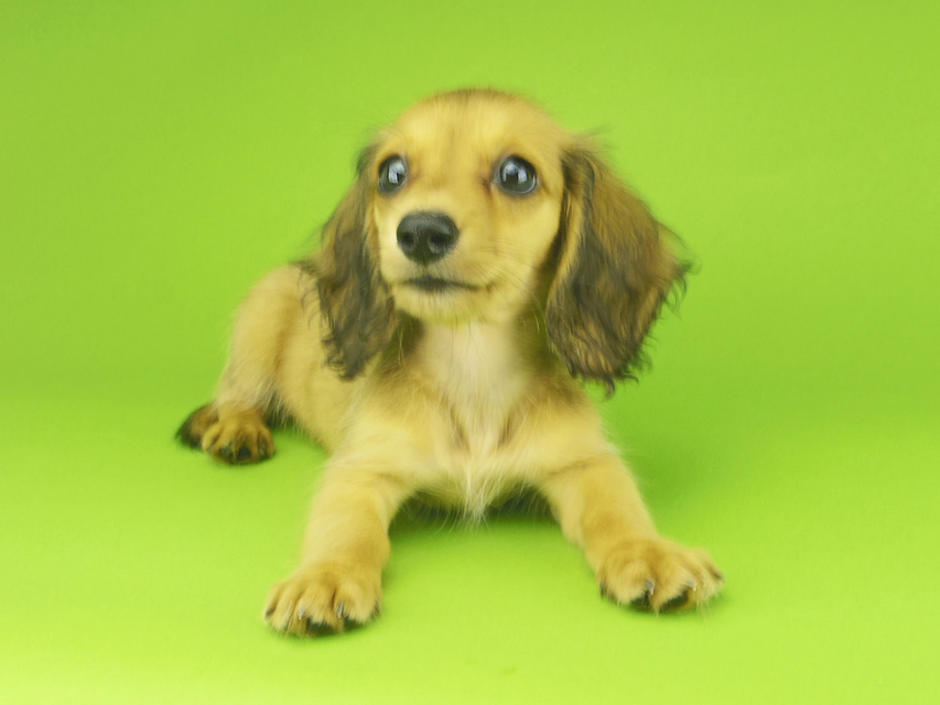 カニンヘンダックスフンド メイ & 竹千代の子犬 レッド 女の子018 カニンヘンダックスフンド メイ & 竹千代の子犬 レッド 女の子