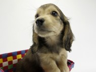 カニンヘンダックス　子犬　シェーデットクリーム女の子