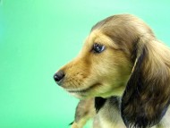 カニンヘンダックス 子犬 シェーデットクリーム男の子 カニンヘンダックス 子犬 シェーデットクリーム男の子