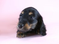 カニヘン　子犬　ブラタン女の子