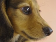 ミニチュワダックス 子犬 シェーデットレット男の子 ミニチュワダックス 子犬 シェーデットレット男の子