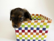 カニンヘン ダックスフンド 子犬 シェーデットレット 男の子 カニンヘン ダックスフンド 子犬 シェーデットレット 男の子