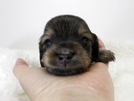 カニンヘン ダックスフンド 子犬 シェーデットクリーム 男の子
