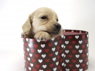 カニンヘン ダックスフンド 子犬 クリーム 男の子