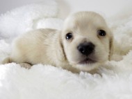 カニンヘン ダックスフンド 子犬 ピュアクリーム 男の子