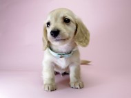 カニンヘン ダックスフンド 子犬 ピュアクリーム 男の子