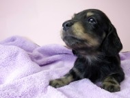 カニンヘン ダックスフンド 子犬 ブラックタン 男の子