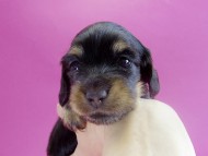 カニヘンダックス　子犬　ブラックタン女の子