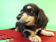 カニンヘンダックス 子犬 ブラック&クリーム男の子 カニンヘンダックス 子犬 ブラック&クリーム男の子